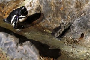 Filhote de pinguim é o novo morador do Aquário de Santos