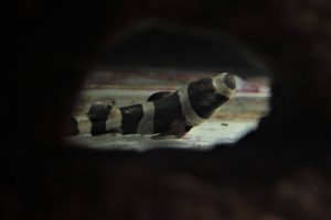 Novos filhotes de tubarão-bambu nascem no Aquário de Santos