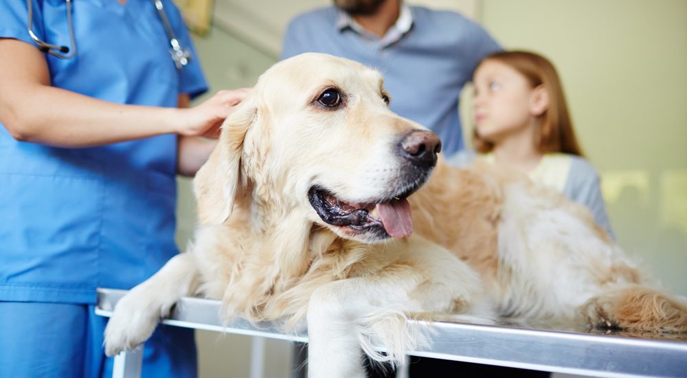 Em São Vicente, unidades oferecem atendimento veterinário gratuito