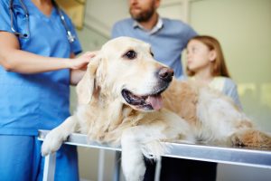 Atendimento veterinário gratuito em São Vicente