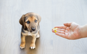 Ômega 3 para cachorro: o que é e como dar?
