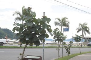Santos prevê o plantio de 5 mil árvores em 2023