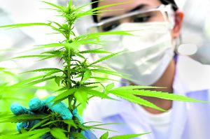 Governador tem prazo para vetar preconceito e aprovar cannabis medicinal