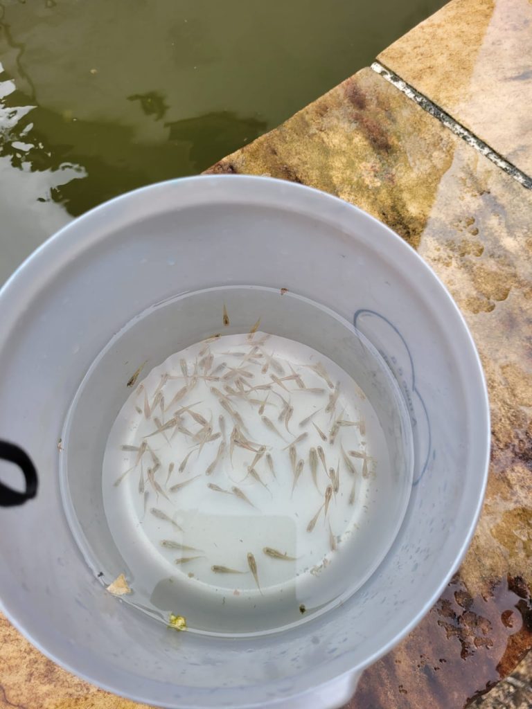 Peixe papa-larvas ajuda no combate à dengue em Santos