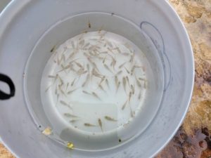 Peixe papa-larvas ajuda no combate à dengue em Santos