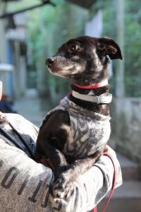 Multa para maus-tratos a animais pode chegar a R$10 mil, em Santos