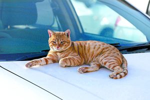 Cuidados com a pintura do automóvel para quem tem animais de estimação