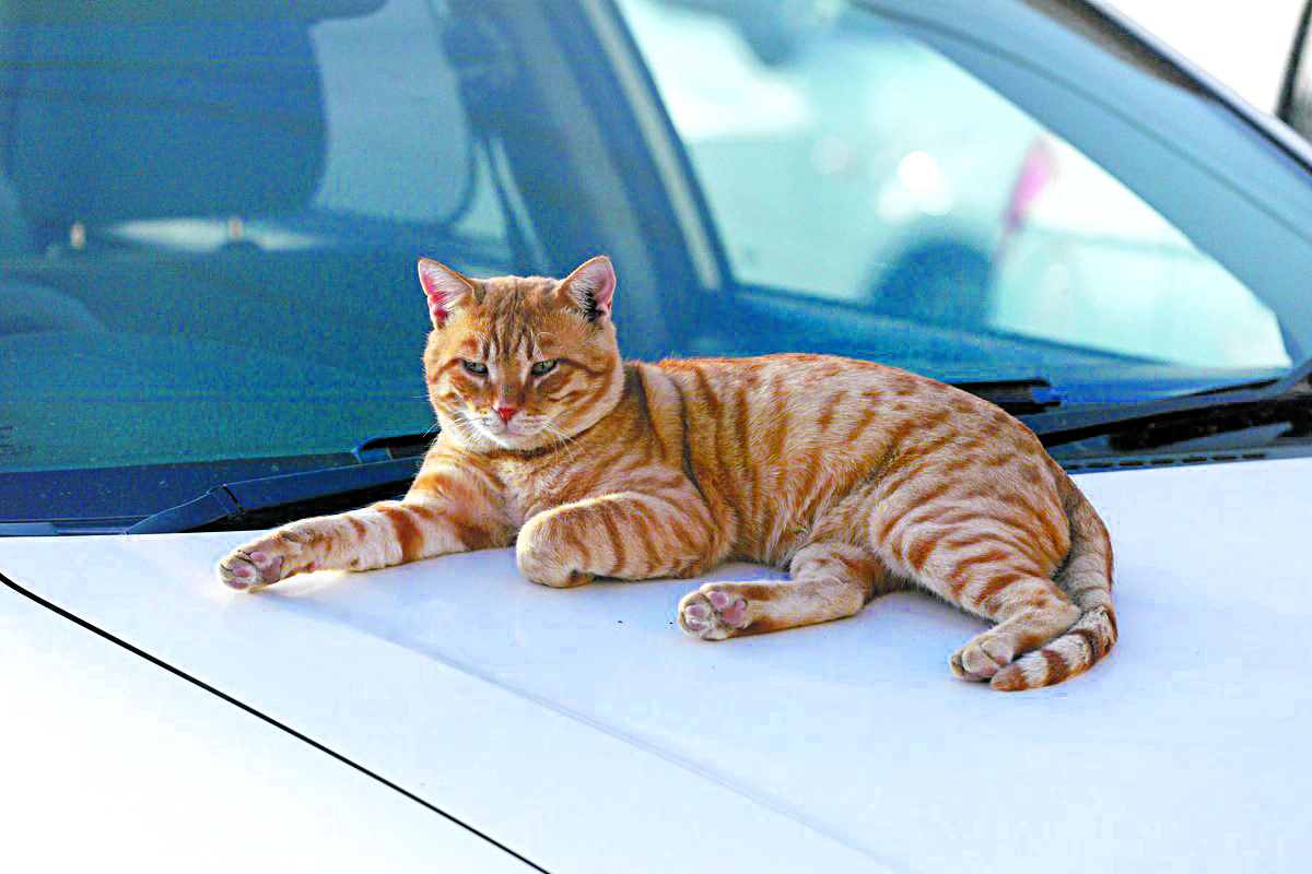Cuidados com a pintura do automóvel para quem tem animais de estimação | Jornal da Orla