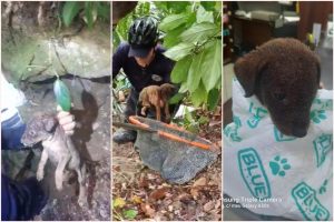 Filhote de cachorro é resgatado de ribanceira por equipe ambiental da GCM de Santos