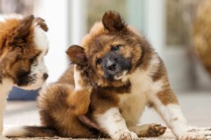 Saiba como denunciar maus-tratos a animais sem sair de casa