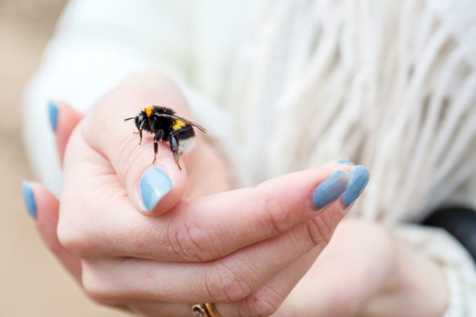 Picada de abelha – Saiba o que fazer e como prevenir | Jornal da Orla