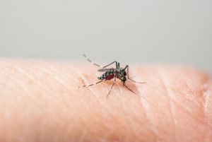 Fiocruz alerta para ressurgimento do sorotipo 3 da dengue
