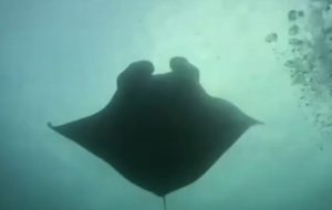 Mergulhadores encontram raia-manta de 4 metros em Santos