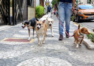 Santos multará em até R$ 50 mil quem lavar calçadas com produtos tóxicos para animais