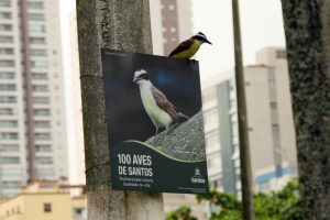 Santos participa de maior encontro sobre observação de aves do Brasil