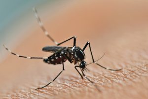 Praia Grande intensifica ações de prevenção e combate à dengue