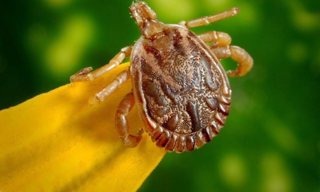 Governo de São Paulo faz alerta sobre febre maculosa