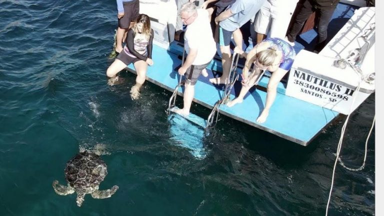 Depois de cerca de um ano de tratamento no Aquário de Santos, duas tartarugas marinhas foram soltas, na manhã de quarta-feira (7/6), na Laje de Santos