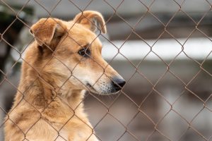 Cães resgatados de tragédia no Rio Grande do Sul podem ser adotados em Santos