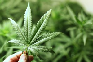 Anvisa proíbe importação de cannabis in natura e partes da planta