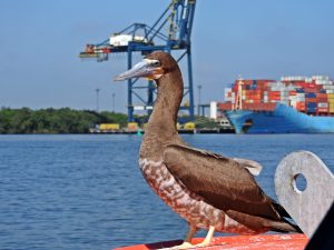 Autoridade Portuária de Santos debate mudanças climáticas