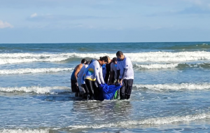 Golfinho é resgatado após encalhar na praia de Santos