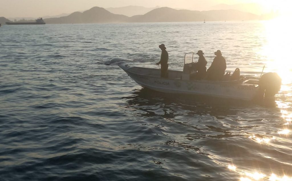 PM resgata baleias que corriam risco de encalhar no Porto de Santos; vídeo