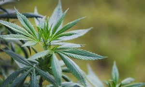 STF tem cinco votos para descriminalizar porte de maconha para consumo