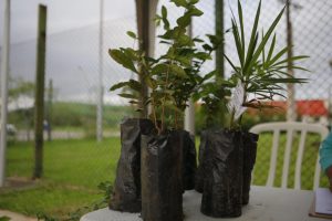 Prefeitura do Guarujá comemora o Dia da Árvore com distribuição de mudas