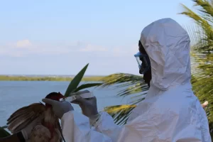 Baixada Santista e os casos alarmantes de gripe aviária