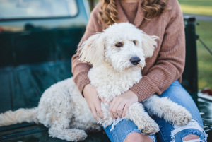 Os melhores produtos para remoção de pelos de cachorro