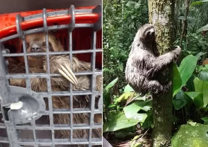 Bicho-preguiça é resgatado de contêineres em Guarujá
