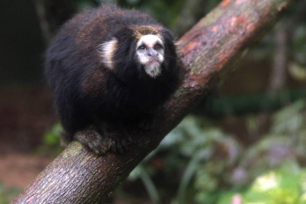 Saguis ameaçados de extinção são novos habitantes do Orquidário de Santos
