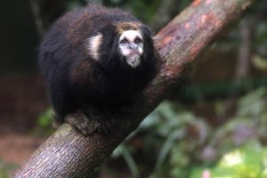 Saguis ameaçados de extinção são novos habitantes do Orquidário de Santos