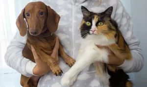 Lei proíbe piercings e tatuagens em cães e gatos em Santos
