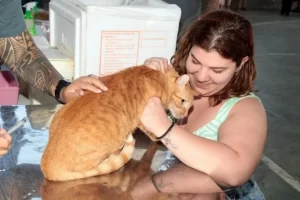 Santos inicia campanha de vacinação gratuita para cães e gatos