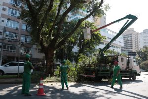 Manejo de árvores em Santos preserva espécies