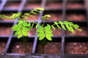 Dicas do Jardim Botânico para plantas no calor