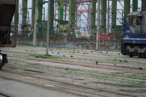 APS promove campanha de conscientização sobre controle de pombos