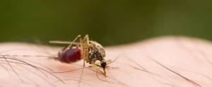 Leishmaniose visceral: estudo de SP desenvolve teste para nova espécie de parasita