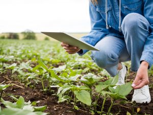 Produção agroecológica é o tema do Fórum de Compostagem