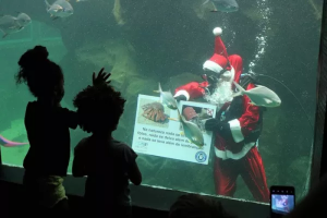 Papai Noel mergulha no Aquário de Santos nesta sexta