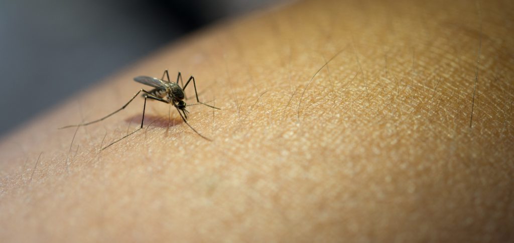 Estuário recebe mutirão contra o Aedes aegypti nesta quarta