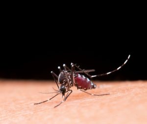 Praia Grande investe em armadilha para mosquito da dengue