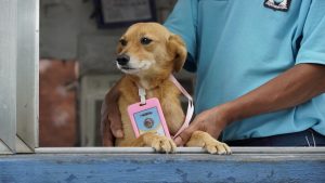 Servidores de Guarujá acolhem pets no ambiente de trabalho