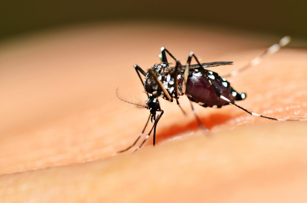 Vacina contra dengue no SUS: saiba como irá funcionar