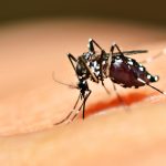 São Paulo concentra quase 60% dos casos de dengue no país em 2025