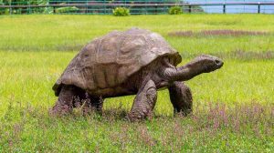 Com 191 anos, tartaruga mais velha do mundo faz aniversário!