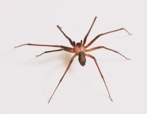 Aranha-marrom: saiba o que fazer se for picado!