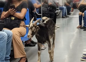 Bode é flagrado dentro de trem em São Paulo